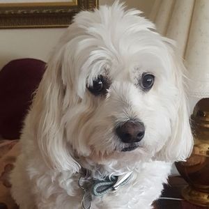 Meet your Posher, Nancy